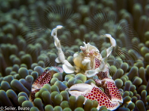 Porcelain Crab by Beate Seiler 